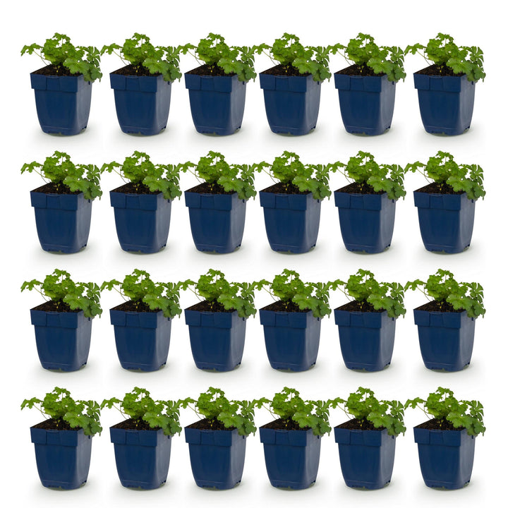24x Geranium cantabrigiense Cambridge cranesbill in 11cm pots - view 2