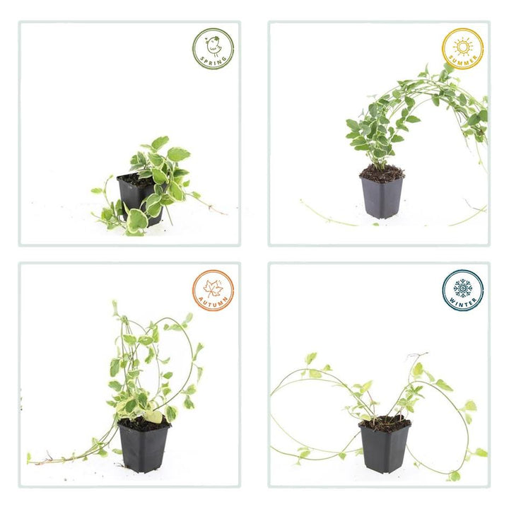 48x Variegated Periwinkle (Vinca major 'Variegata') - 10-25cm - Ø9cm