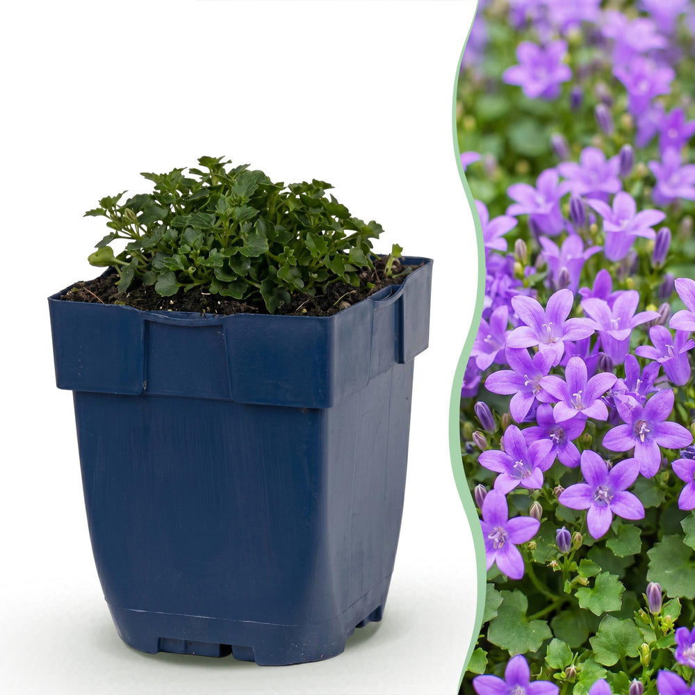 24 Campanula portenschlagiana Dalmatian bellflower plants in 11cm pots - view 2