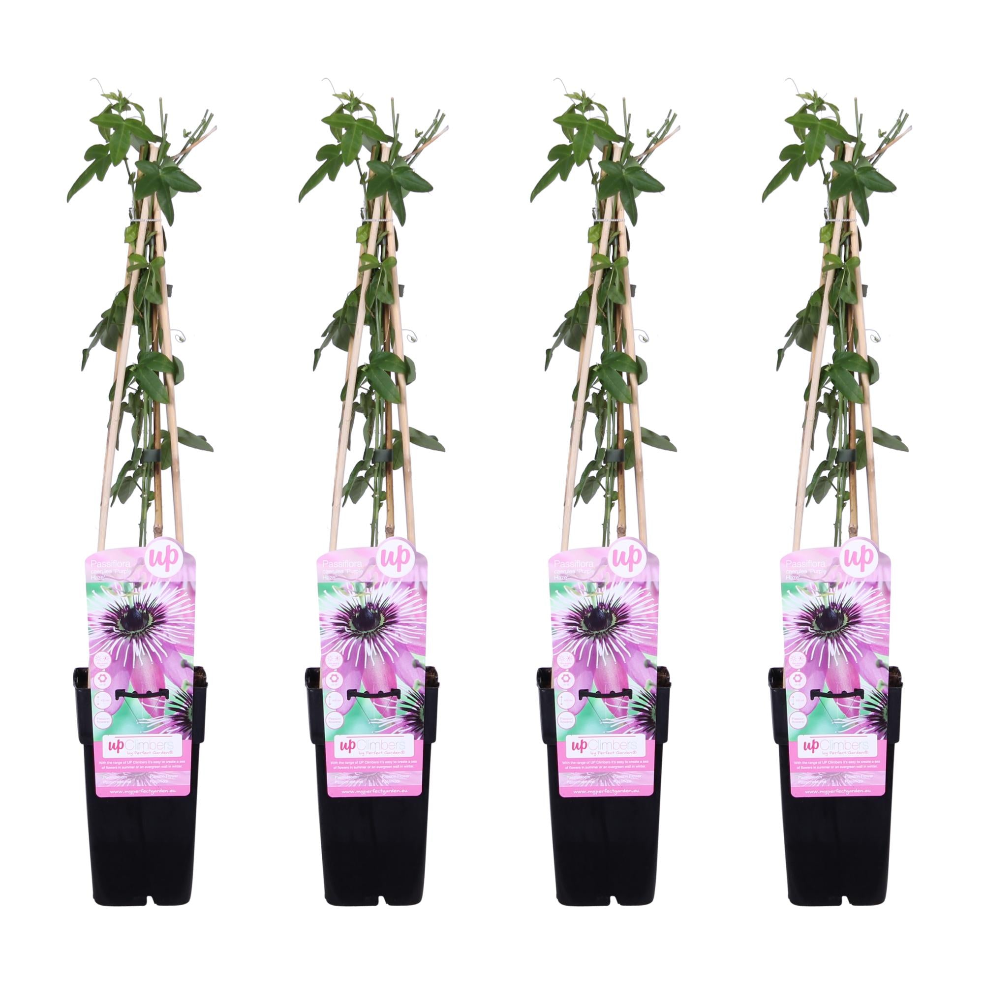 Four potted plants with decorative pink labels on a white background