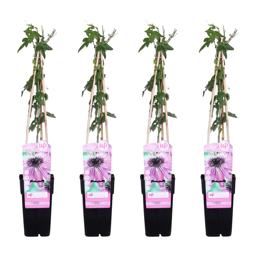Four potted plants with decorative pink labels on a white background