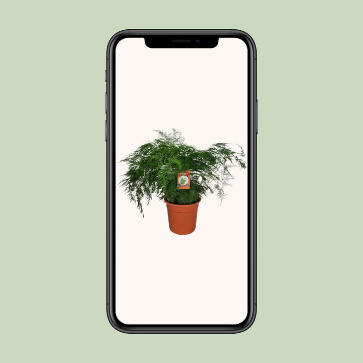 70cm tall Everspring asparagus fern plant with feathery green leaves, ideal for indoor air purification.