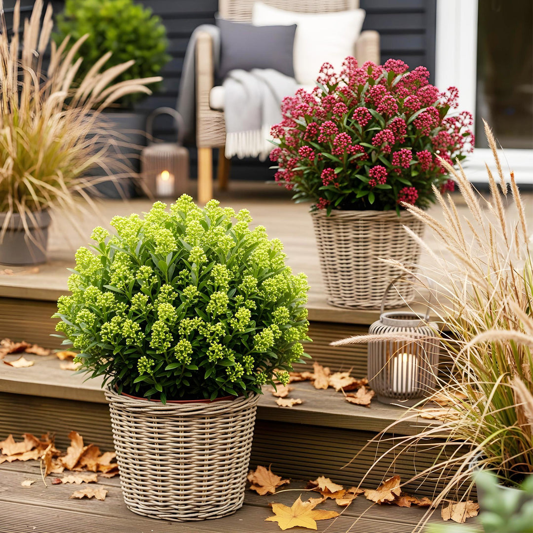 Duo of 2 Skimmia japonica 'Rubella' and 'Finchy' plants in 15cm pots, 30cm tall - view 5