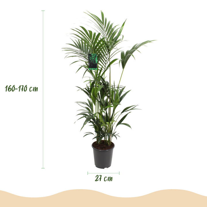 Kentia Palm (Howea forsteriana) - view 3