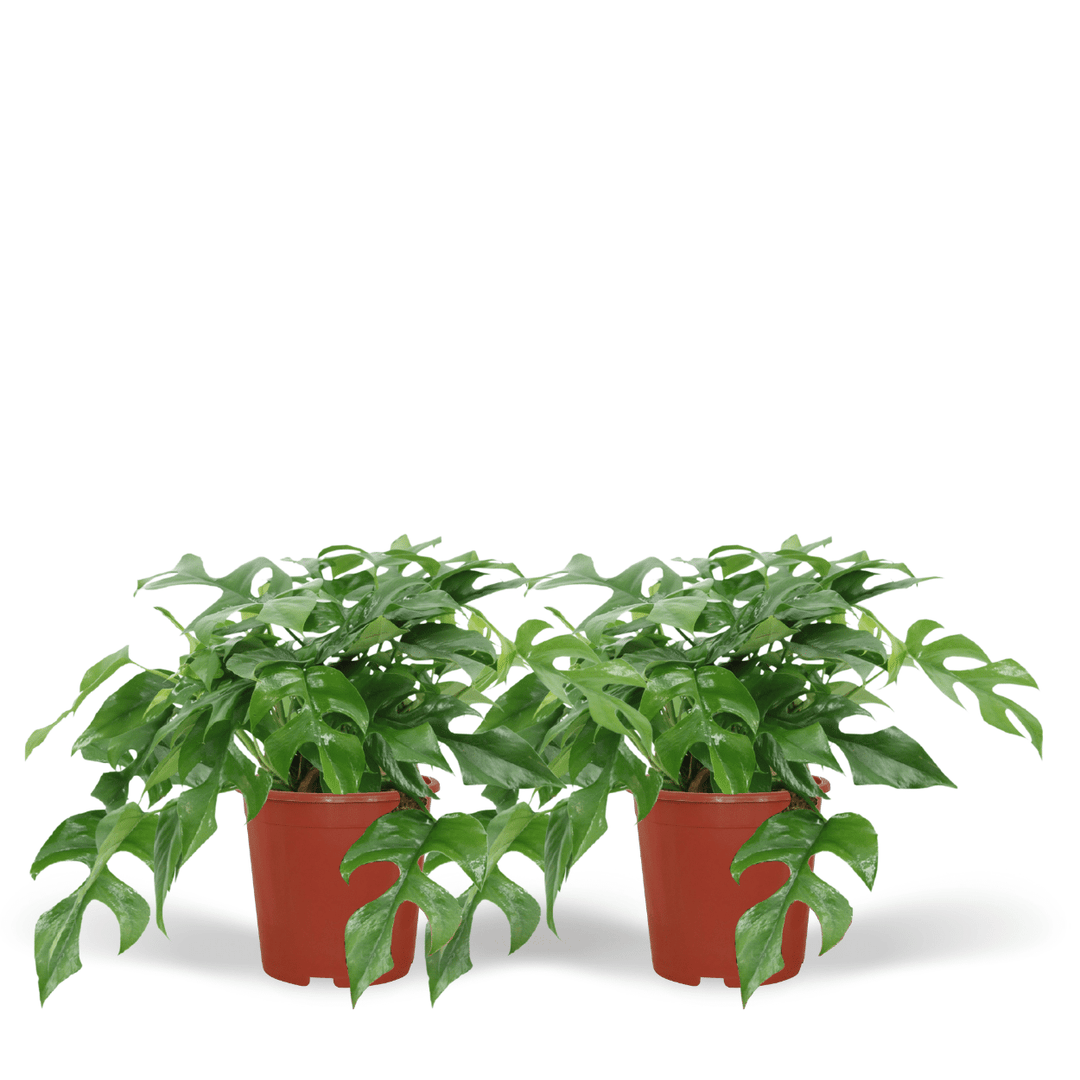 Rhaphidophora Tetrasperma - Mini Monstera Plant - 15cm Pot
