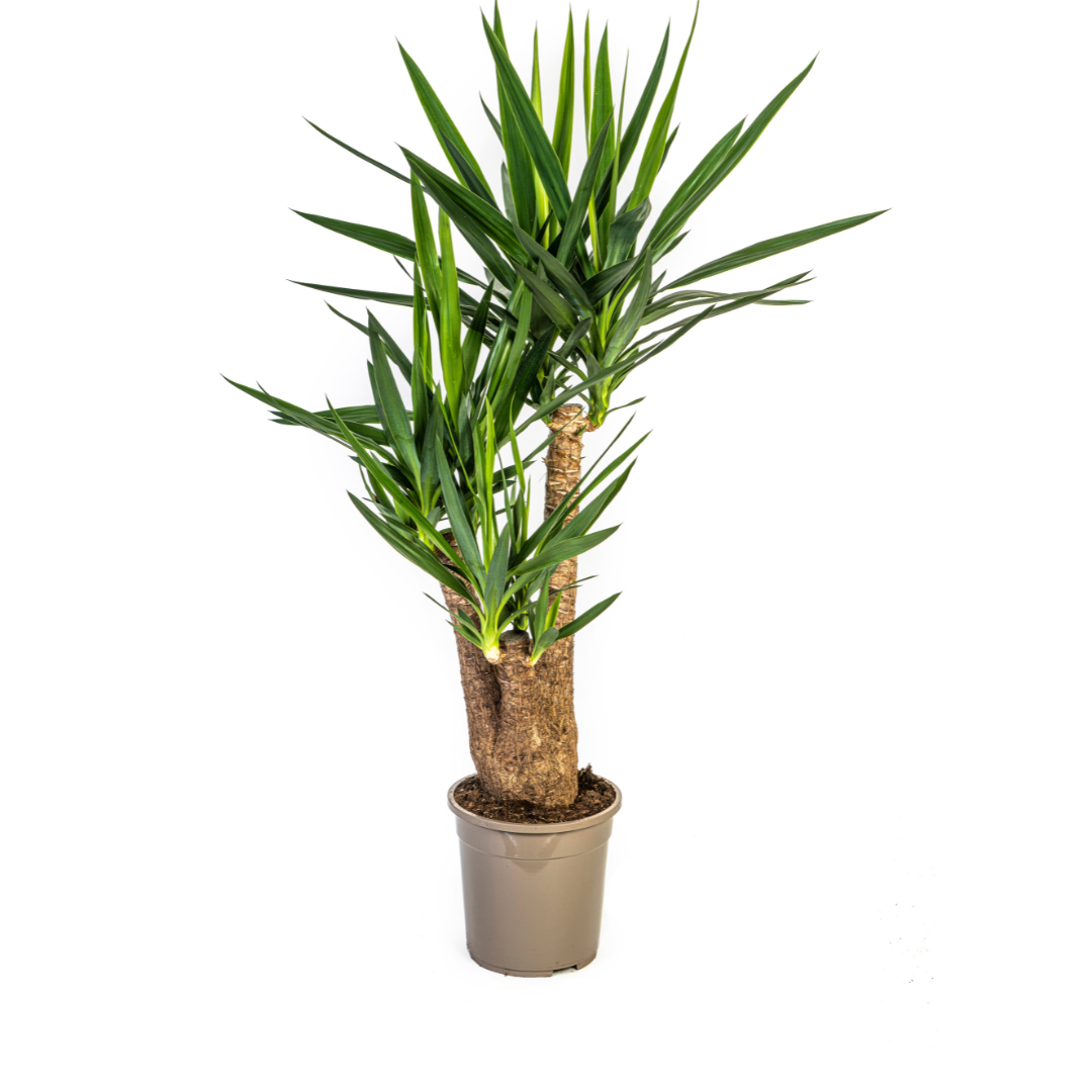 Yucca Elephantipes Branched 80-100cm - Spineless Indoor Plant 24cm
