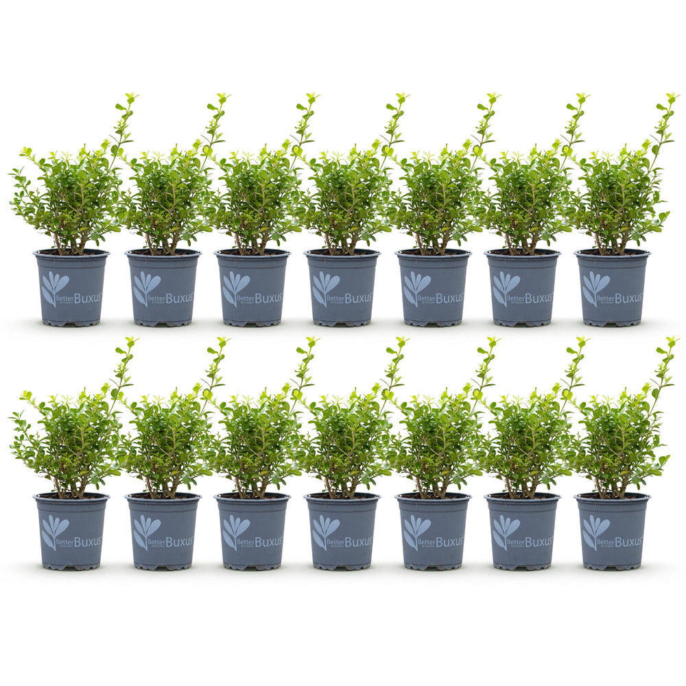 14 BetterBuxus Babylon Beauty box hedging plants in 10.5cm pots - view 2