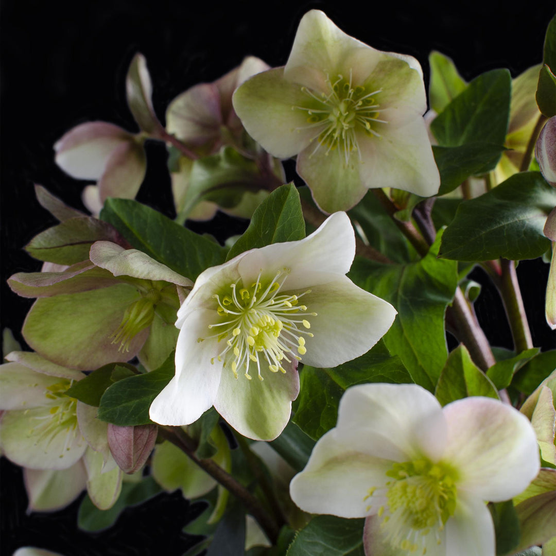 Helleborus 'Diamond Fire' Lenten Rose, single plant in a 19cm pot - view 4