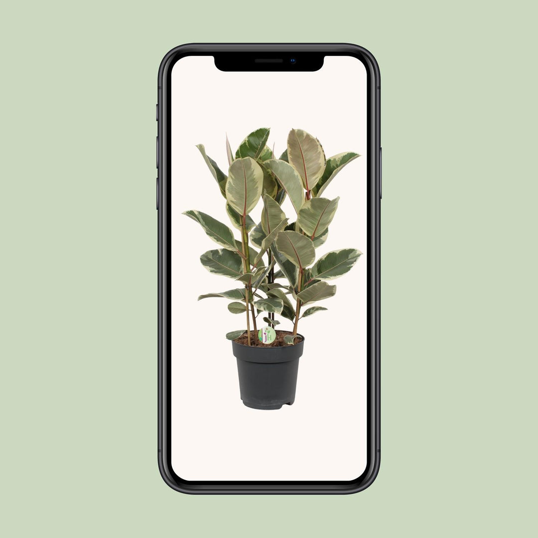 Variegated Ficus Tineke Rubber Plant in a 27cm pot, featuring green and cream leaves, by Everspring.