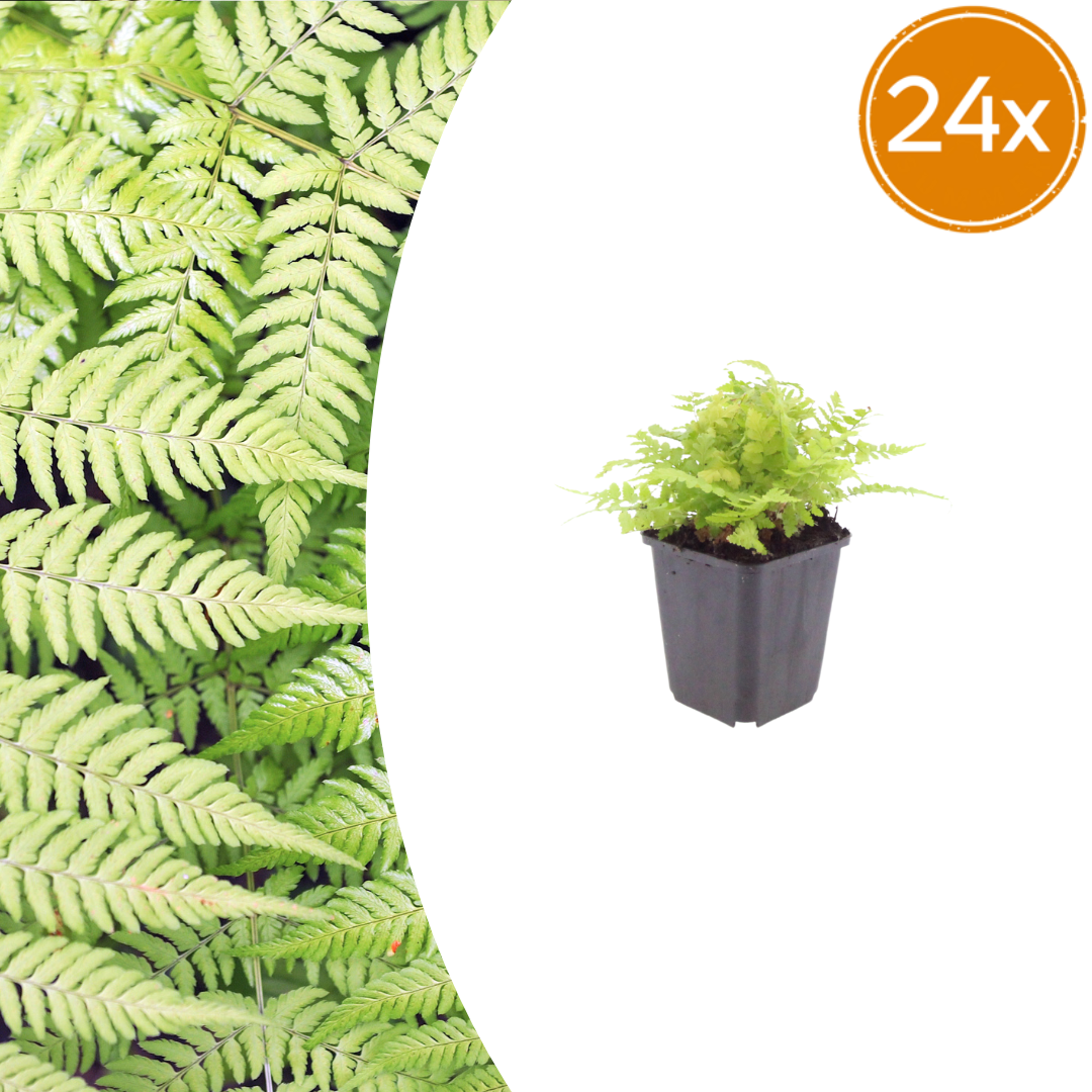 Dryopteris filix-mas Male Fern plants, pack of 24