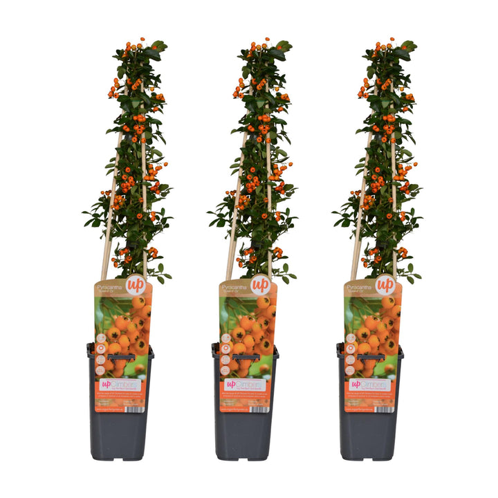 3x - Pyracantha 'Soleil dOr' - ↨65cm - Ø15