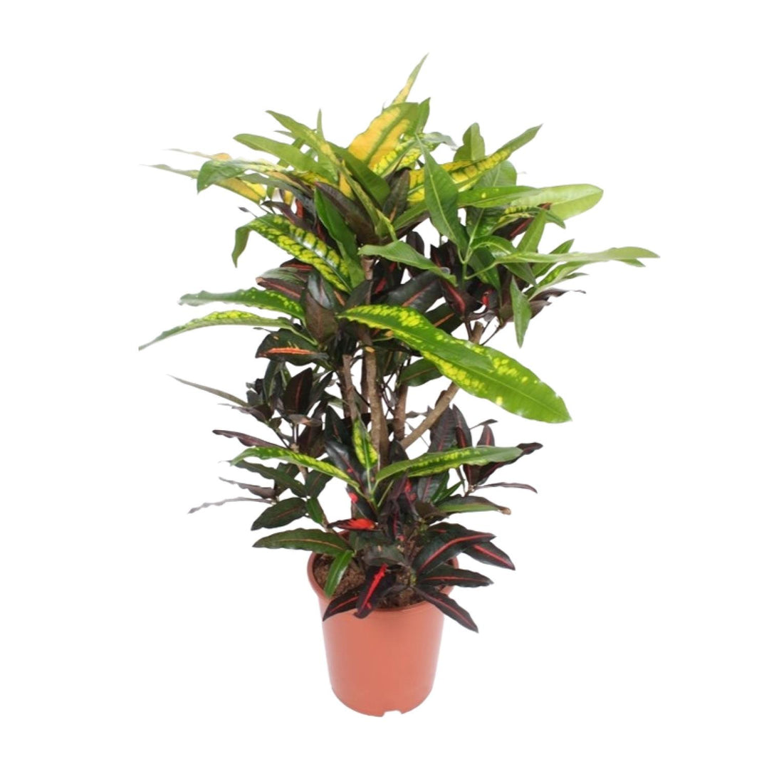 Croton Mango Plant 27cm - Codiaeum Multi-Colored Indoor Plant