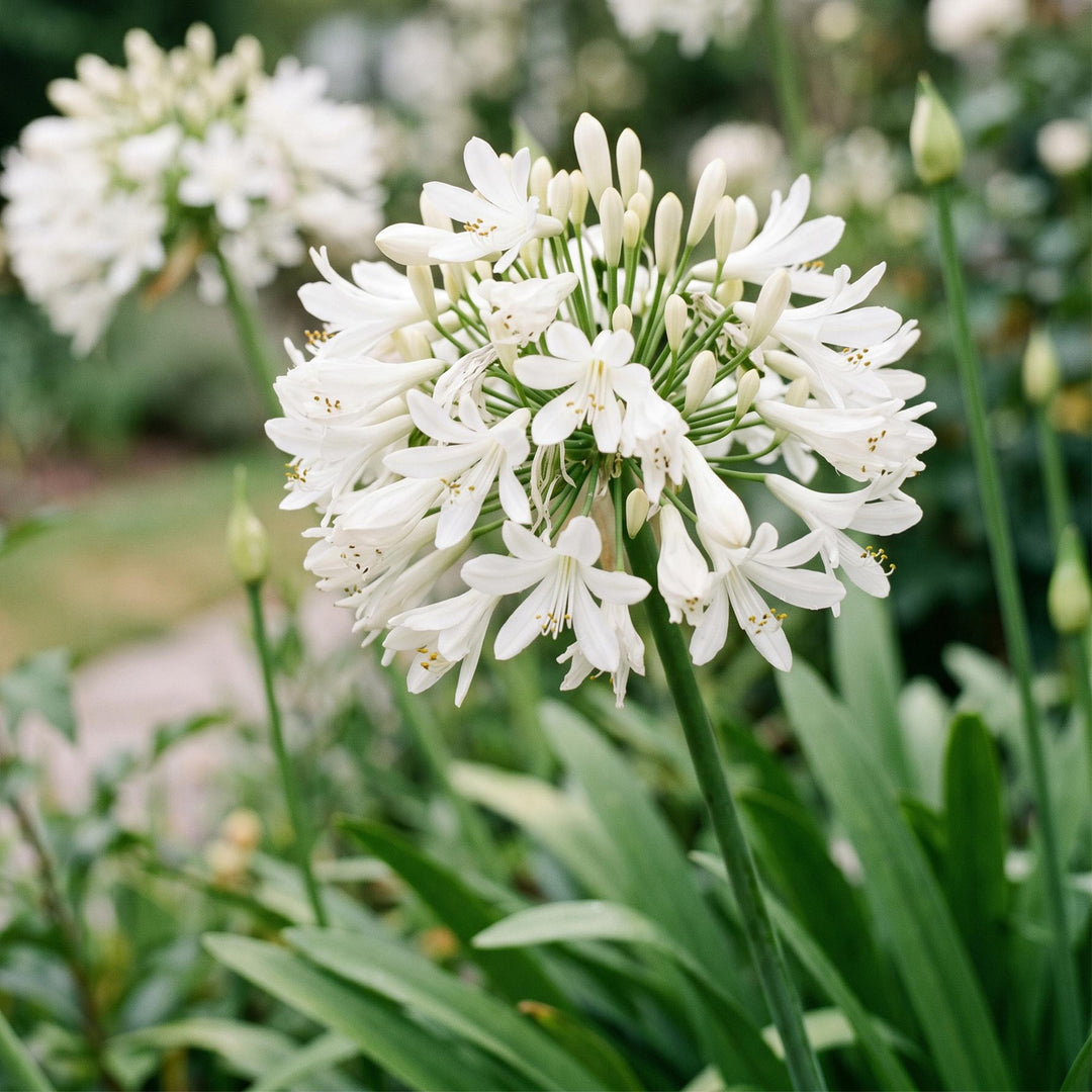 Plante vivace - Agapanthus africanus Albus - Lys africain - Attracteurs d'abeilles et de papillons - Blanc - 24 Plantes - Pot 11cm - Hauteur 15-25cm
