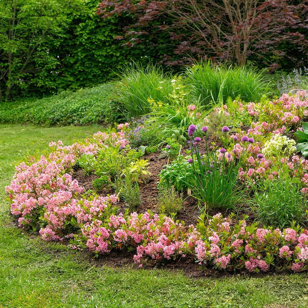 4 Rhododendron Bloombux Magenta plants in 17cm pots, 30-40cm tall - view 6
