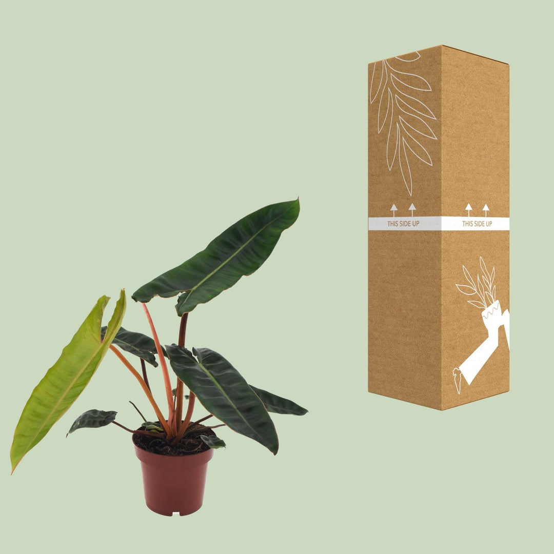 Philodendron Billietiae - 12cm Pot Indoor Houseplant Easy Care
