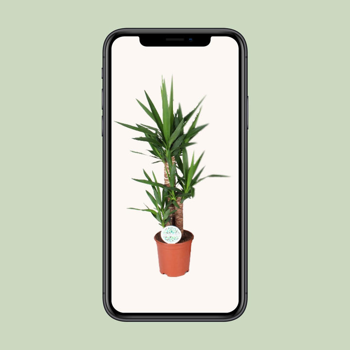 Yucca Plant: Elegant 90cm Tall, Ø21cm Pot – Low Maintenance & Striking!