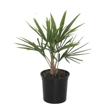 Green Trachycarpus Fortunei palm tree in a container, 40cm tall, by Everspring, ideal for gardens and drought-tolerant lands