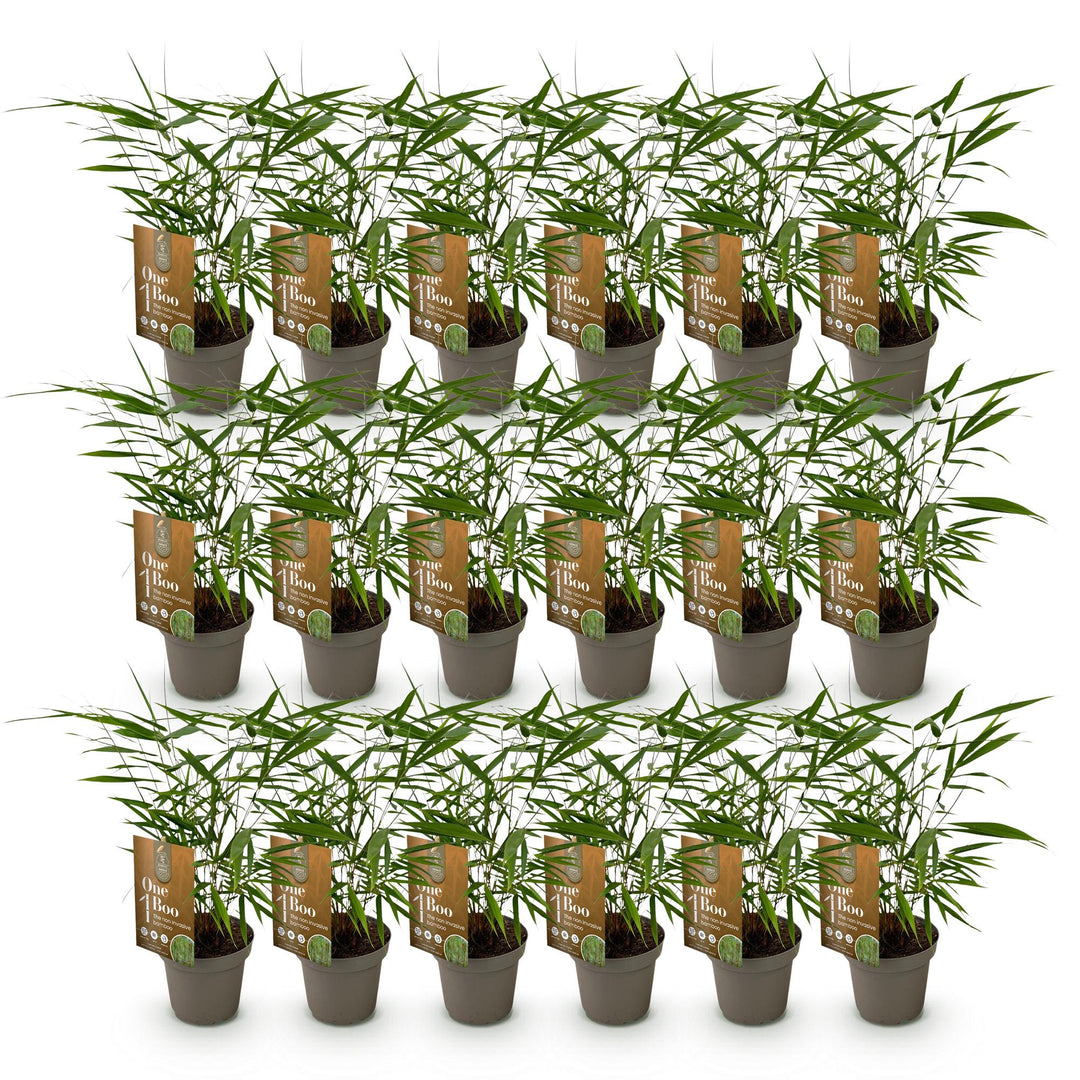 18 Fargesia Asian Wonder clumping bamboo plants in 14cm pots - view 2
