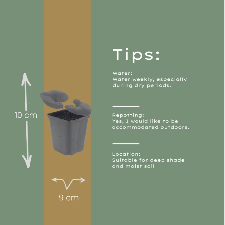 6x Asarum europaeum - ↕10-25cm - Ø9cm