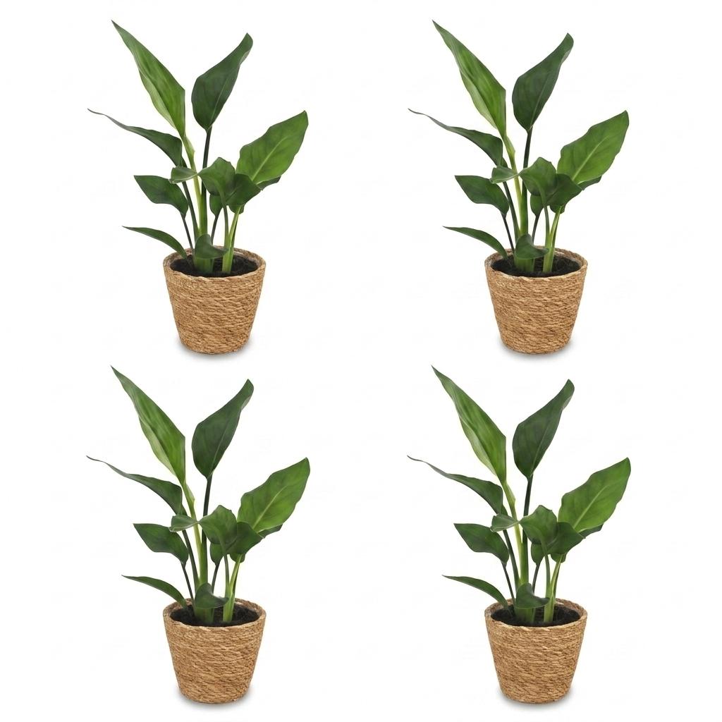 Strelitzia Reginea - Bird of Paradise - 4 Plants - with Seagrass Basket - Pot 12cm - Height 35cm