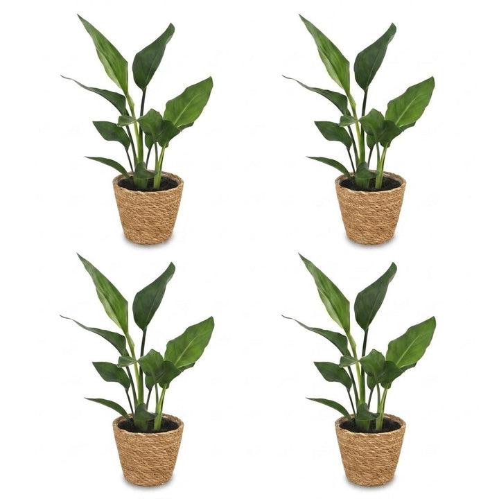 Strelitzia Reginea - Bird of Paradise - 4 Plants - with Seagrass Basket - Pot 12cm - Height 35cm