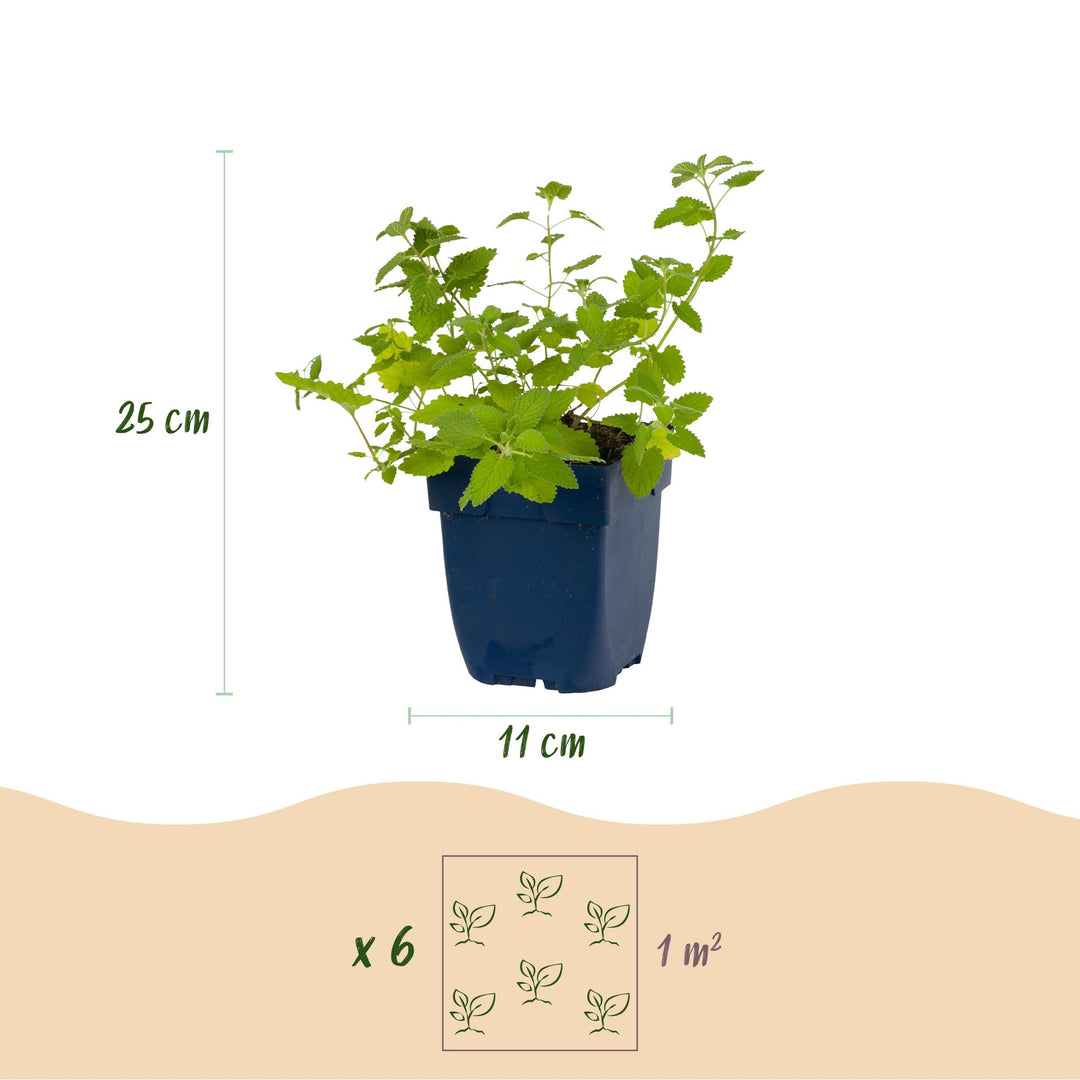 24 Nepeta racemosa 'Walker's Low' catmint plants in 11cm pots - view 3