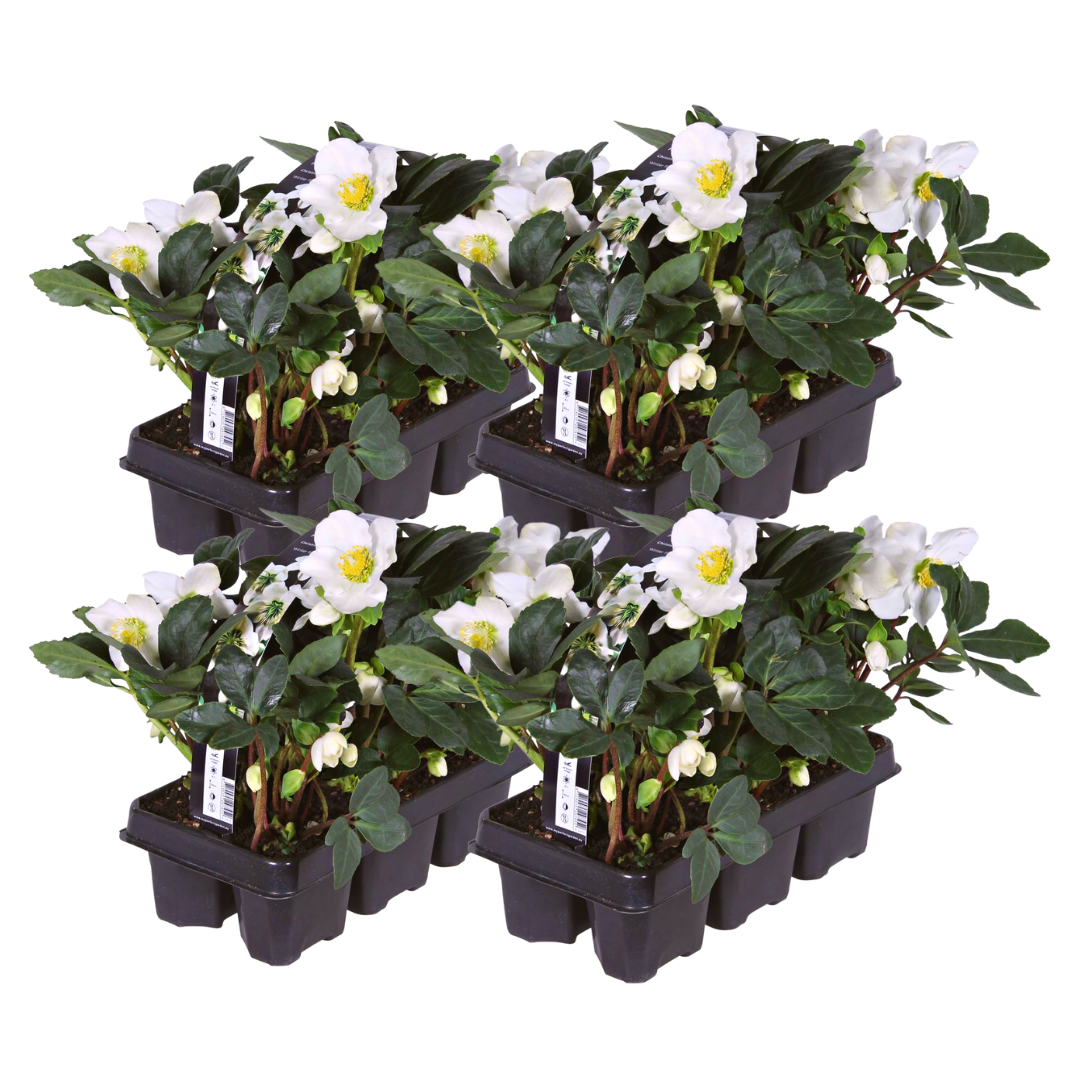 Helleborus niger 'Christmas Carol' Christmas rose, 24 young plants in 7cm pots - view 2