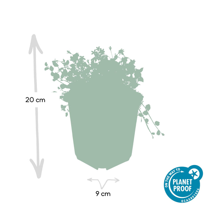 60x Isotoma fluviatilis - ↕10-25cm - Ø9cm