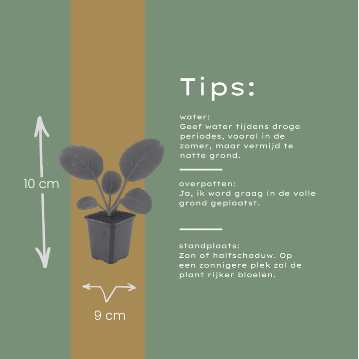 48x Bergenia cordifolia - ↕10-25cm - Ø9cm