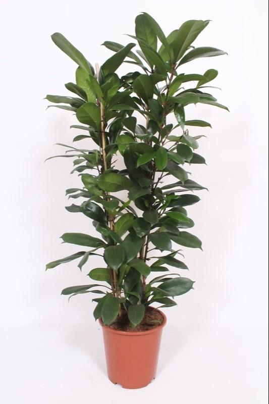 Green Ficus Cyathistipula African Fig indoor tree by Everspring, 120cm tall, featuring decorative fruits and lush foliage.