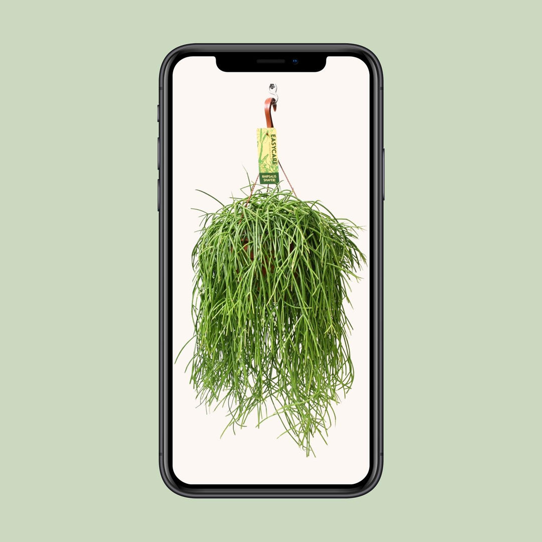 Green Rhipsalis trailing plant in a 21cm pot, 60cm long, easy care houseplant by Everspring.