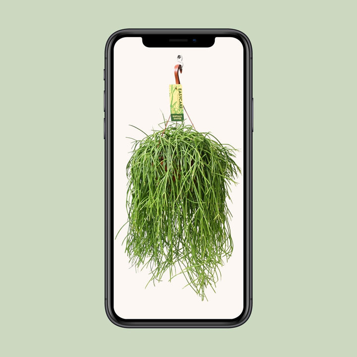 Green Rhipsalis trailing plant in a 21cm pot, 60cm long, easy care houseplant by Everspring.