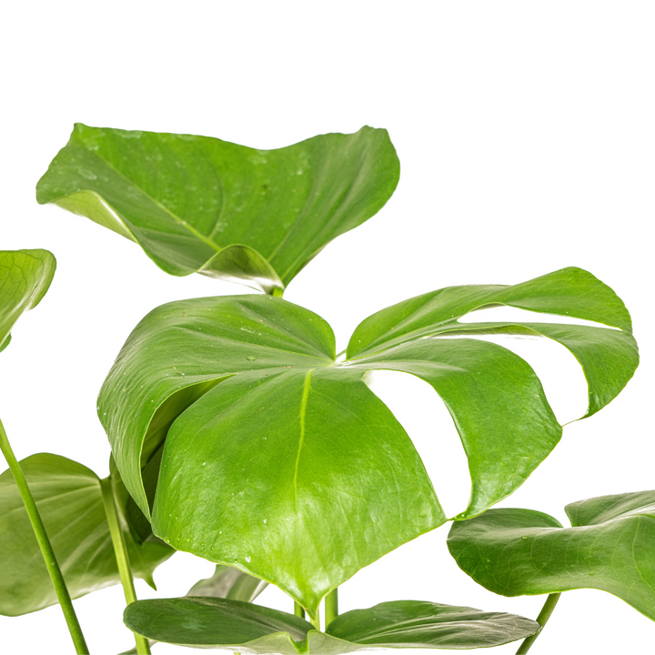 Monstera Deliciosa Tauerii 50-70cm — Mini Monstera in 17cm pot