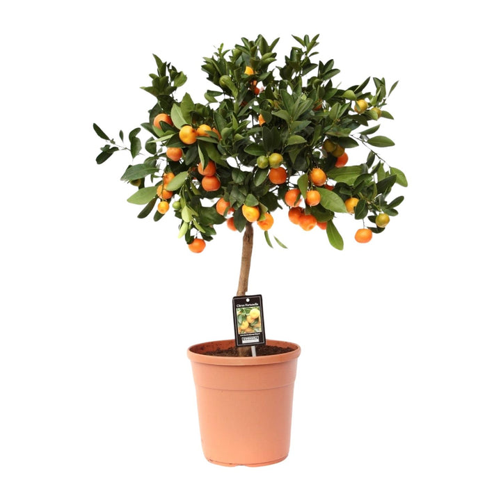 Calamondin Citrus Tree 80cm - Potted Fruit Plant for Indoor Outdoor