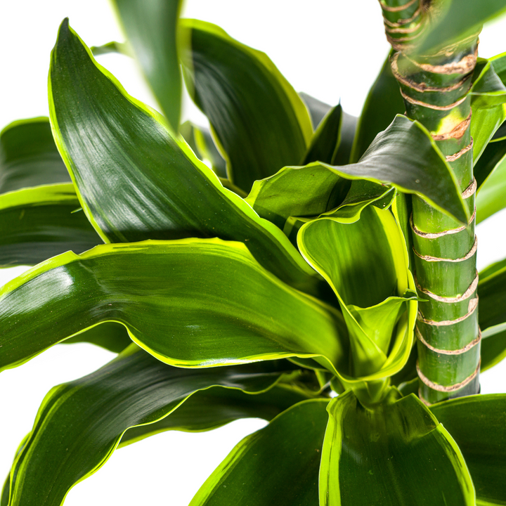 Dracaena Deremensis Dorado 120-140cm - Dark Green with Yellow Edge