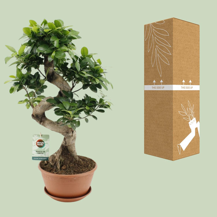 Ficus Ginseng Plant 60cm - Low Light Indoor Houseplant 22cm Pot