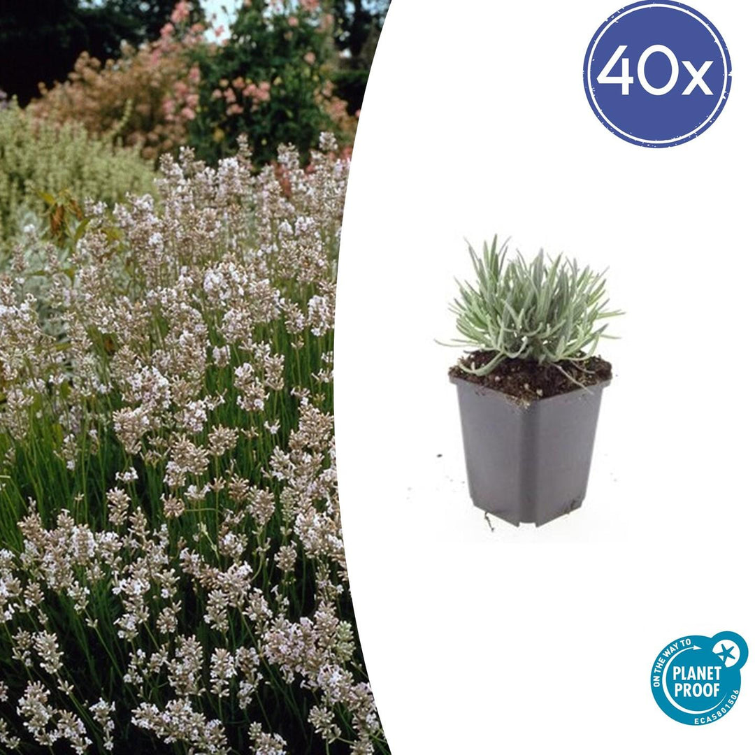 40x Lavandula Edelweiss White Lavender Plants - 9cm Pot