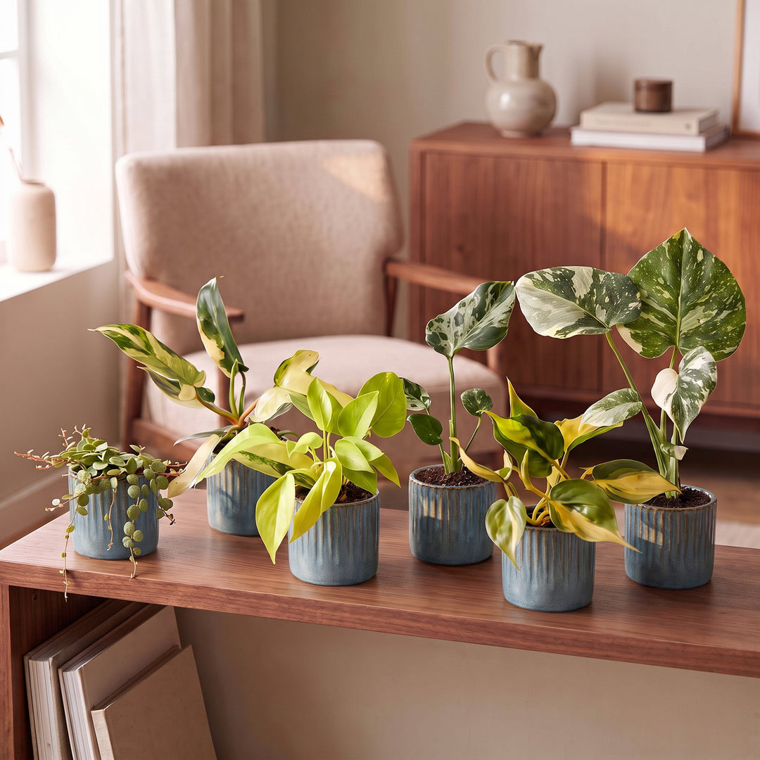 Baby Tropical Mix, six young tropical houseplants in Ø6cm pots, image 3