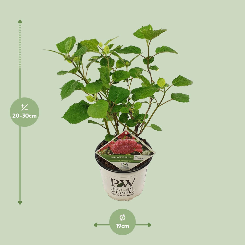 Hydrangea arborescens 'Pink Annabelle' in a 19cm pot, 30cm tall - view 2