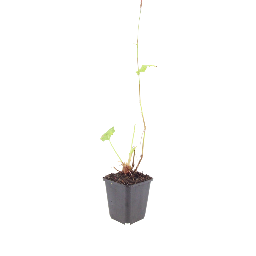 60x Persicaria a. 'Speciosa' - ↕10-25cm - Ø9cm