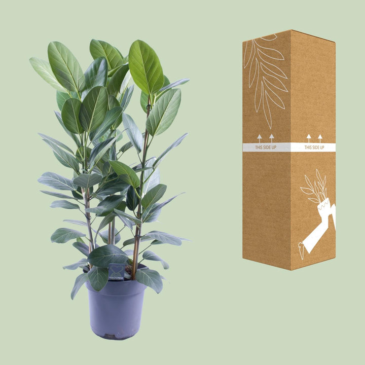 Ficus Binnendijkii Amstel King Gold - 75cm Indoor Plant Ø27cm