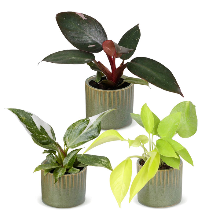 Baby Philodendron Tricolour trio, pack of 3 indoor plants, image 2