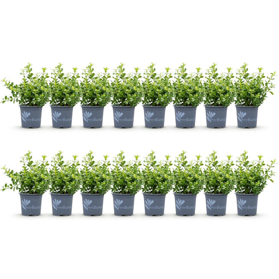 16 BetterBuxus Babylon Beauty box hedging plants in 9cm pots - view 2