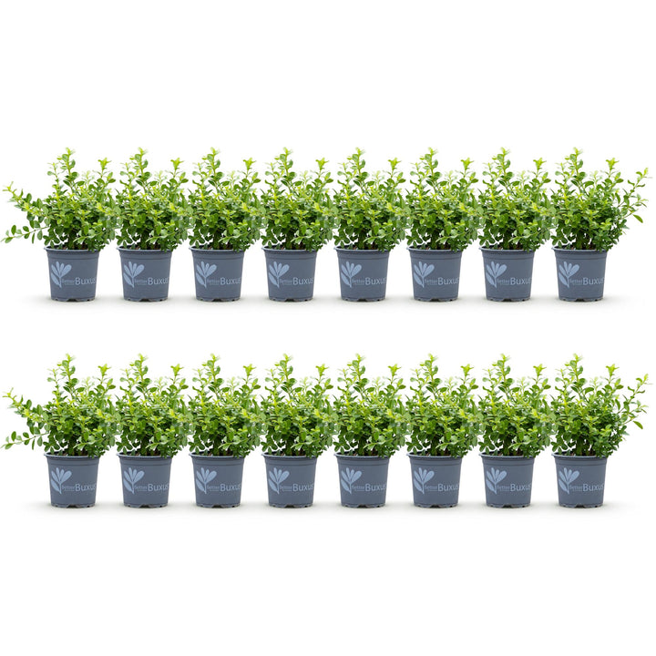 16 BetterBuxus Babylon Beauty box hedging plants in 9cm pots - view 2