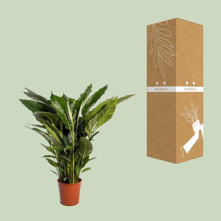Spathiphyllum 'Sweet Sebastiano' Blanco (Peace Lily): Elegant 110cm Tall, Ø24cm Pot – Air-Purifying & Serene!