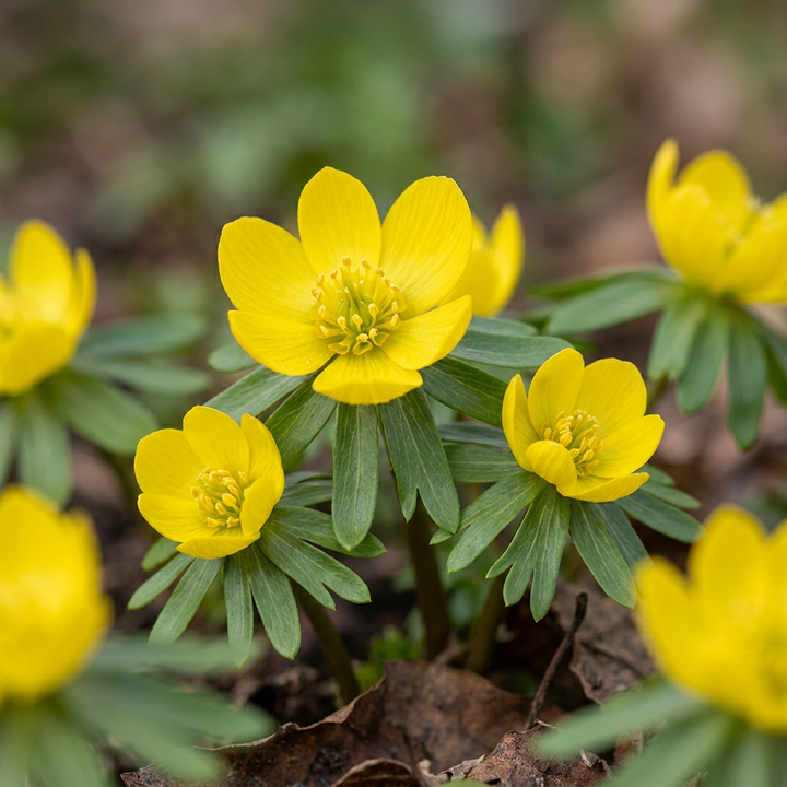200x Eranthis Cilicica - Éranthe de Cilicie - Jaune - Floraison printanière - Calibre 4/5