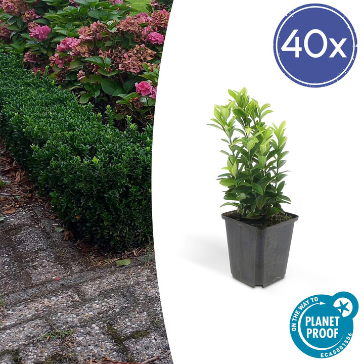40x Euonymus Green Spire Evergreen Hedge - 10-25cm - Ø9cm