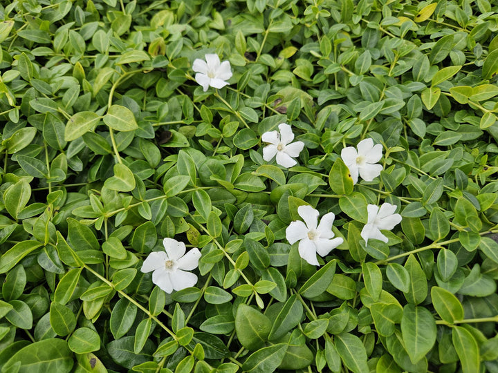 60x Vinca minor 'Gertrude Jekyll' White Flowering Ground Cover - 9cm