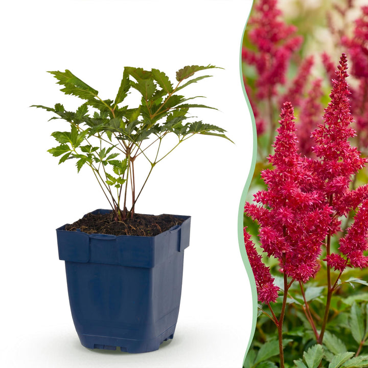 Plante vivace - Astilbe (A) Fanal - Spirée en panicule - Ombre - Rouge - 24 Plantes - Pot 11cm - Hauteur 15-25cm