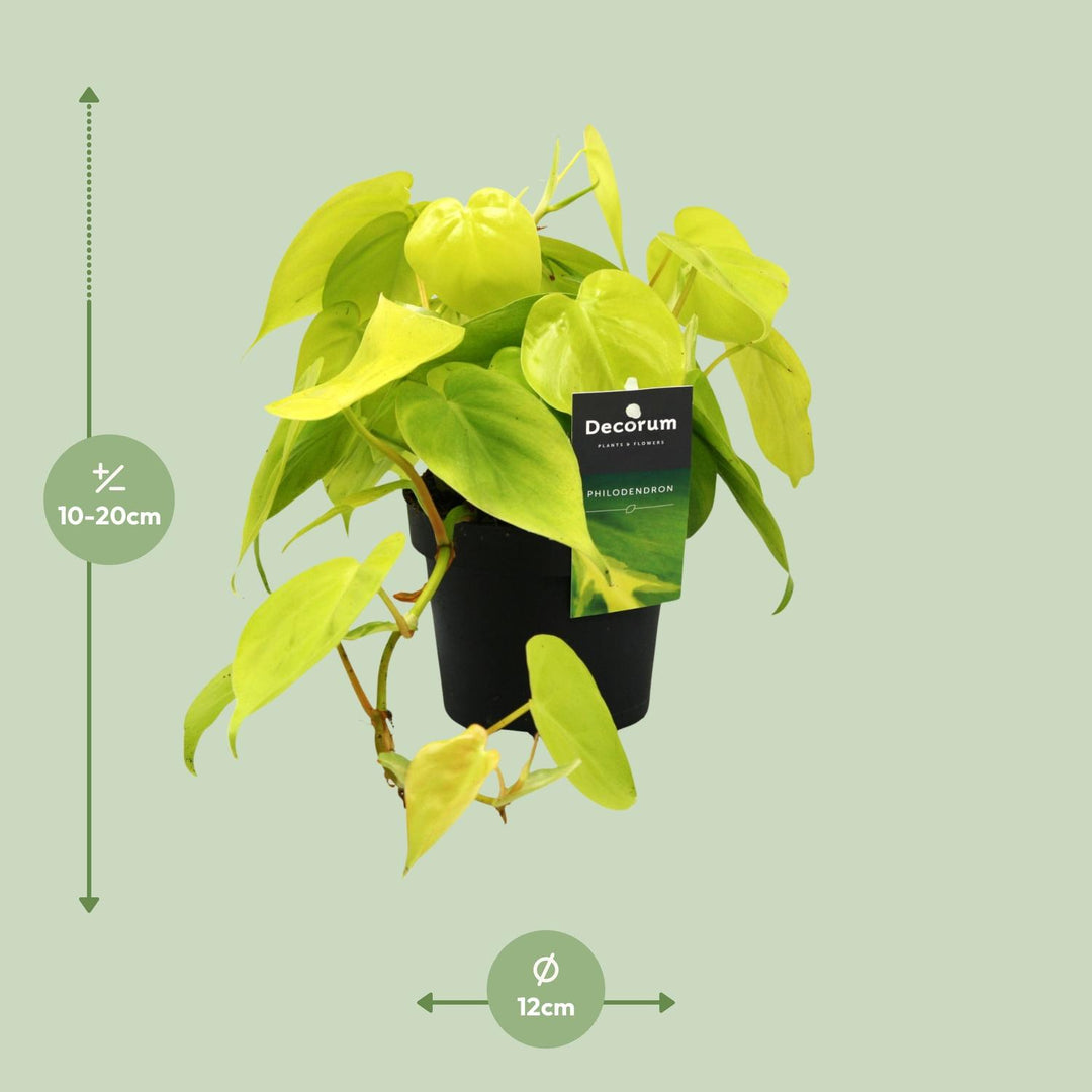 Philodendron plant in a 12cm pot, 20cm tall, lush green foliage, easy-care houseplant by Everspring